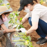 サツマイモの苗を植える様子