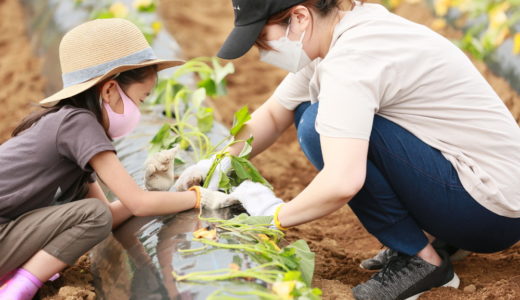 スポーツと食の密接な関係！食育芋苗植えイベント！