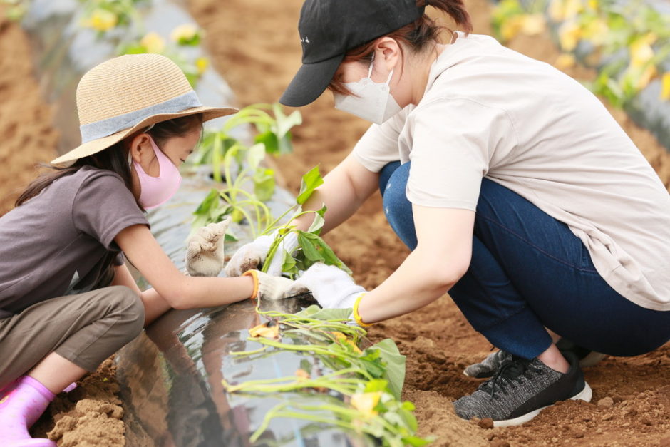 サツマイモの苗を植える様子